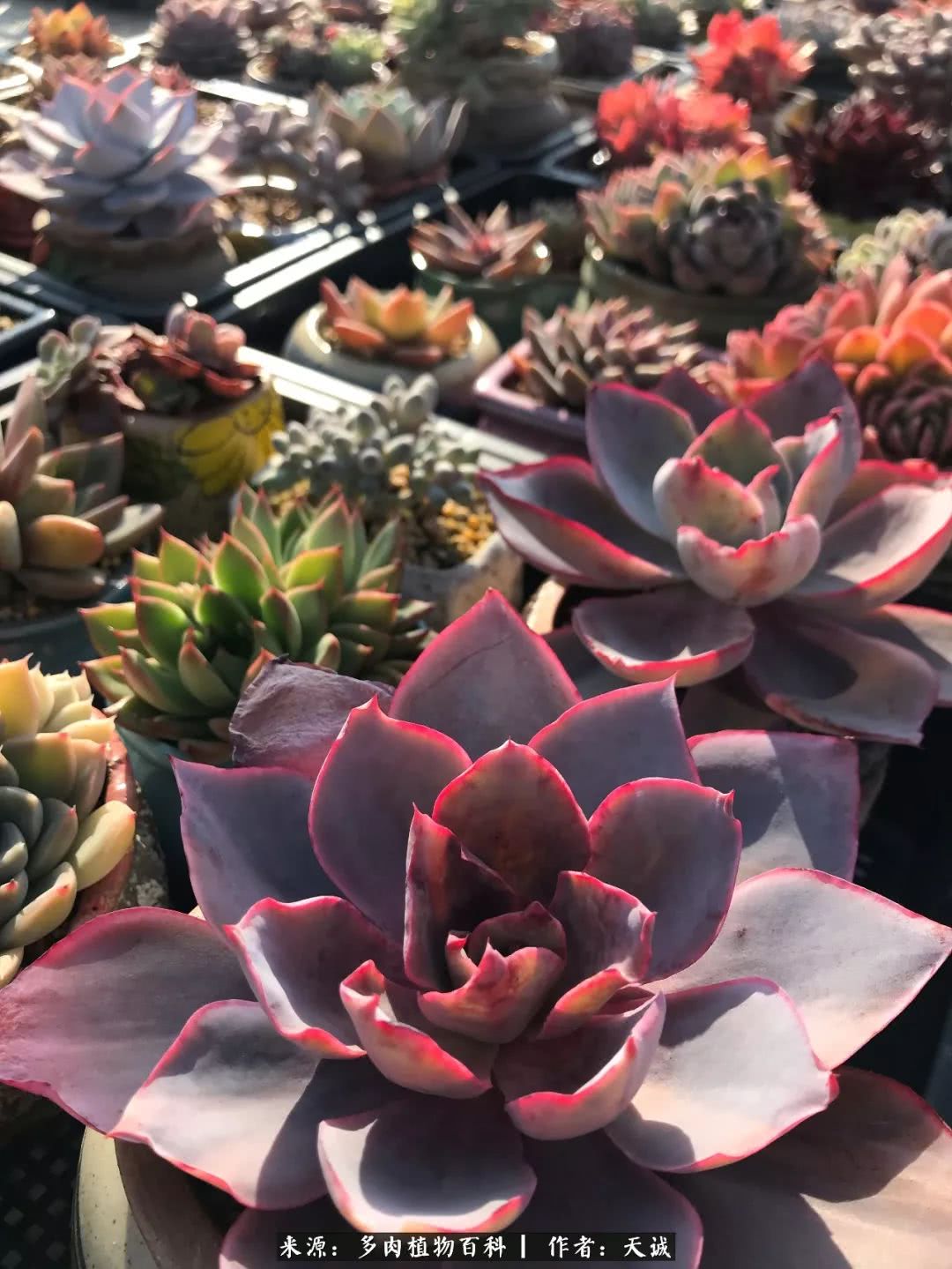 多肉从小养到大的过程,真爱的力量教程