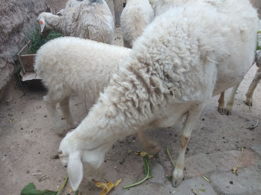 想在农村做宠物养殖,想做养殖种植在山区