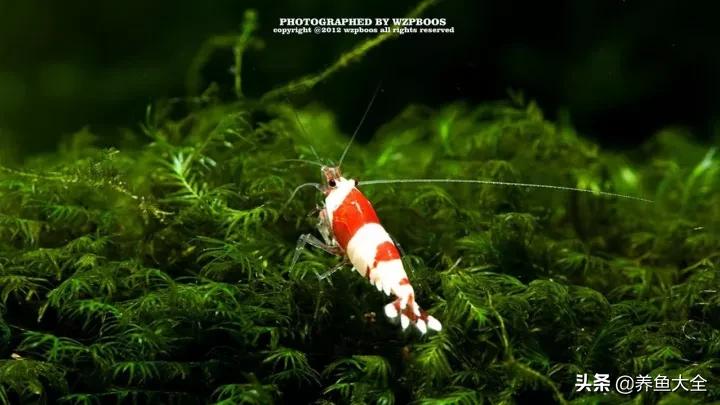 虾爆缸怎么办,极火虾怎么快速爆缸