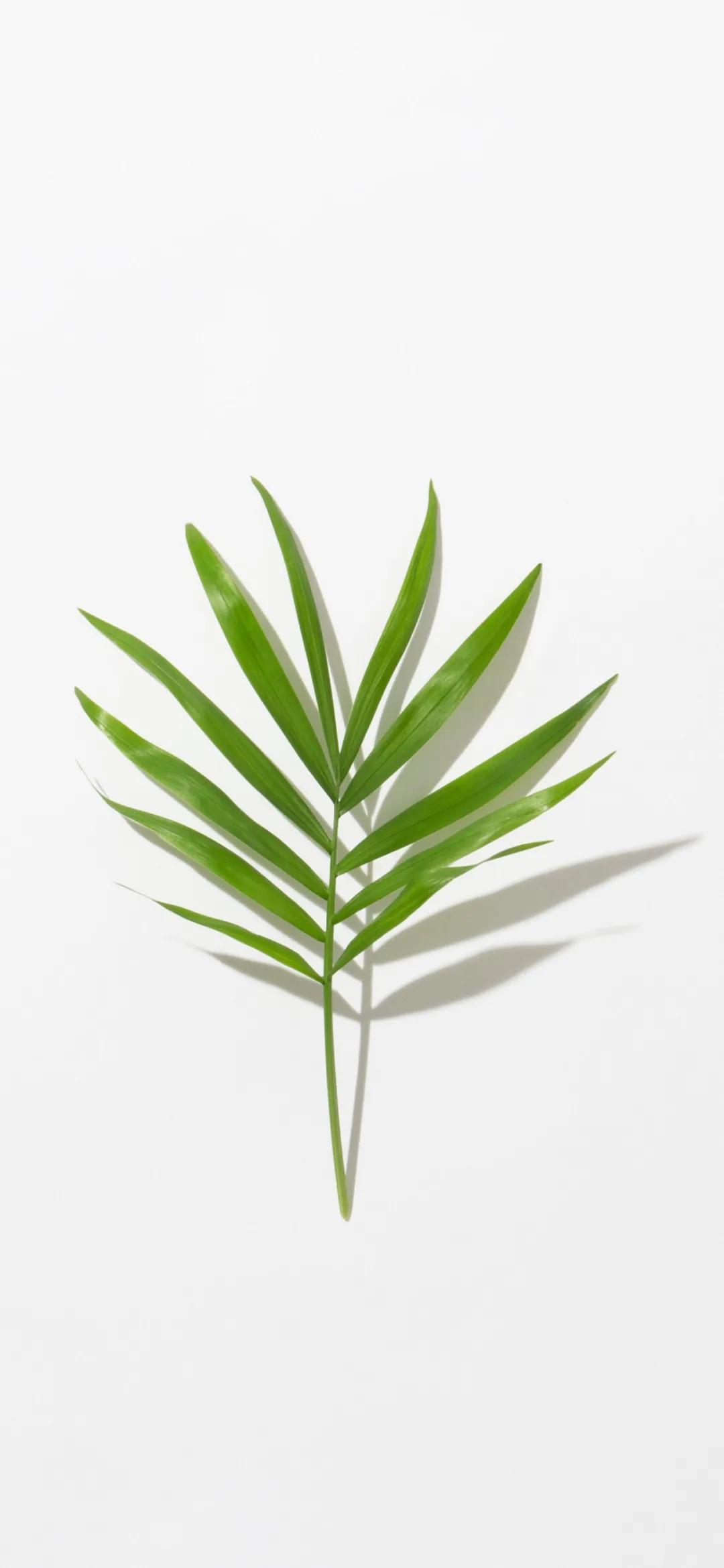 文艺素雅治愈植物手机壁纸,唯美治愈系手机壁纸植物