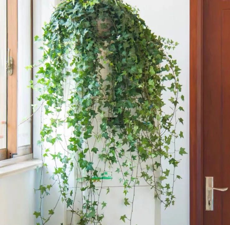 常春藤哪种适合盆栽好看,室内常春藤的养殖方法和注意事项