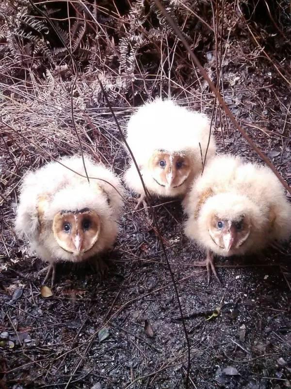 一只长着猴脸的鸟,长着猴子脸的鸟儿