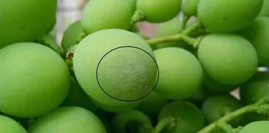 有关葡萄的病症,葡萄新梢病害图谱