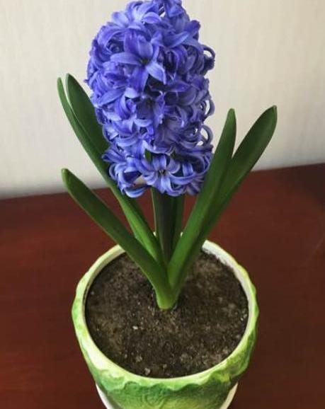 开完花的风信子,开过花的风信子种球还能用吗