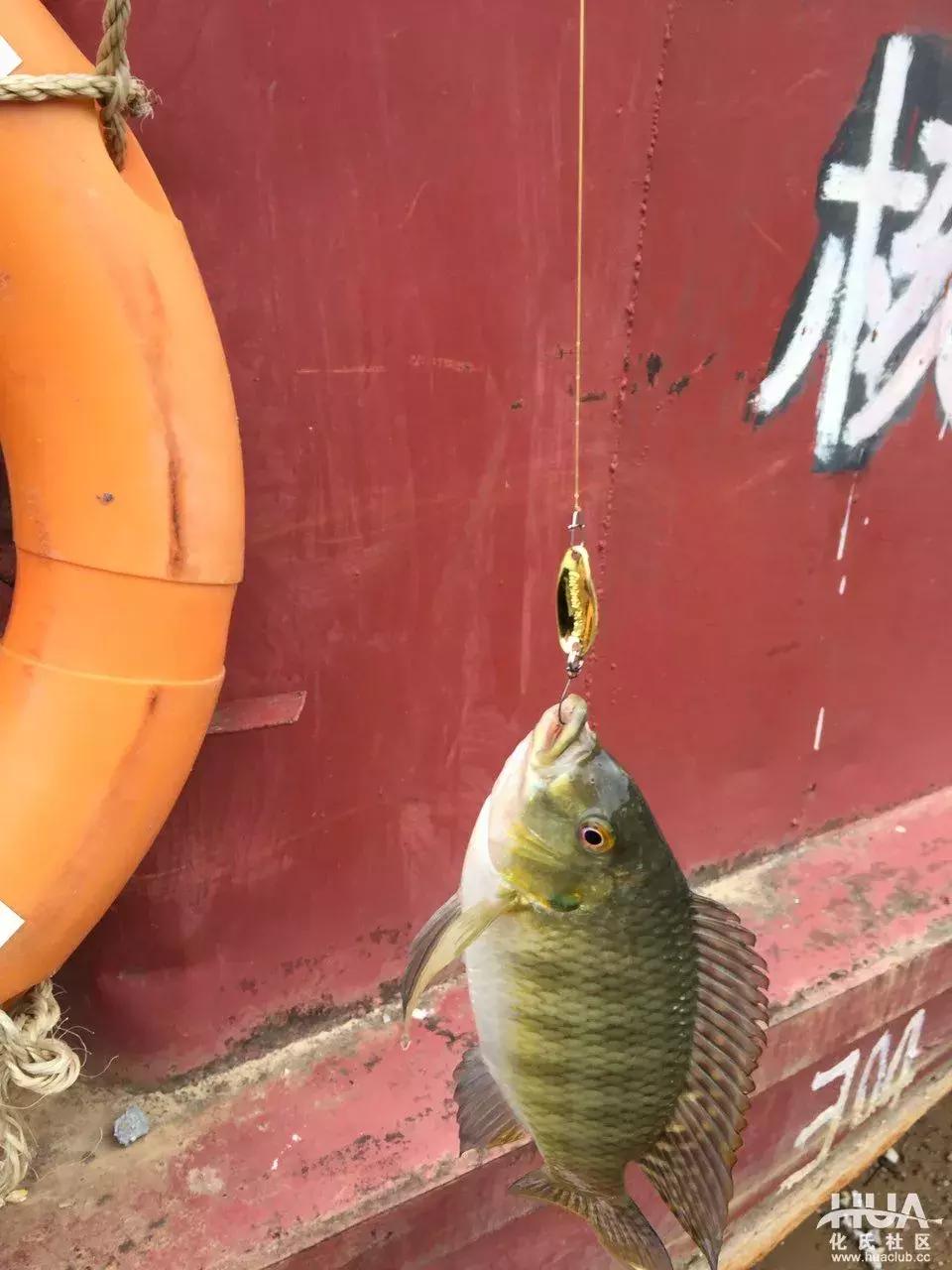 空钩钓上来鱼有什么寓意,路亚空钩上鱼