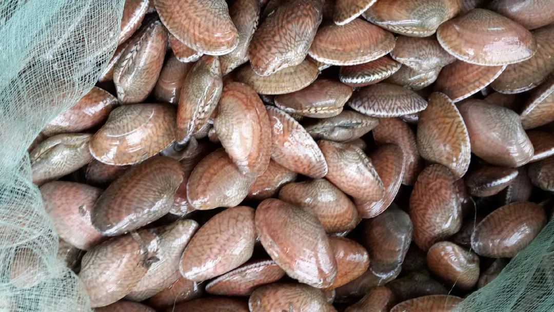 蛤蜊蚶子蛏子区别,蛏子海螺牡蛎蛤蜊