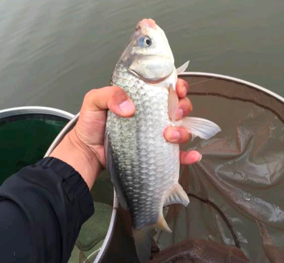 春季持续高温鱼不开口,天气太热鱼不开口有什么好的方法