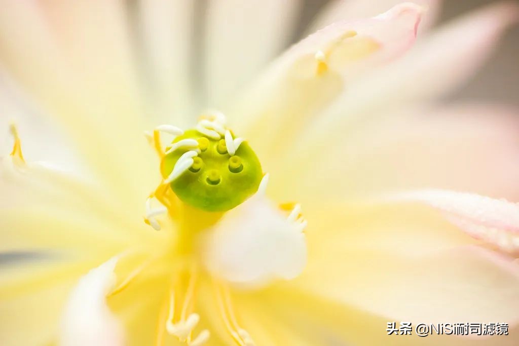 微距拍摄滑轨推荐,微距拍照最强的千元机实测