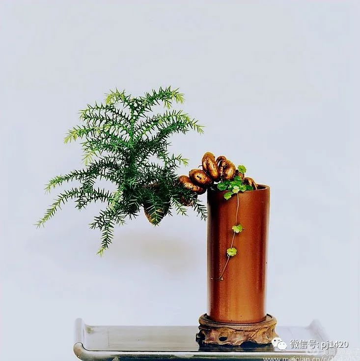 澳洲杉怎么长出漂亮根部,如何养好澳洲杉