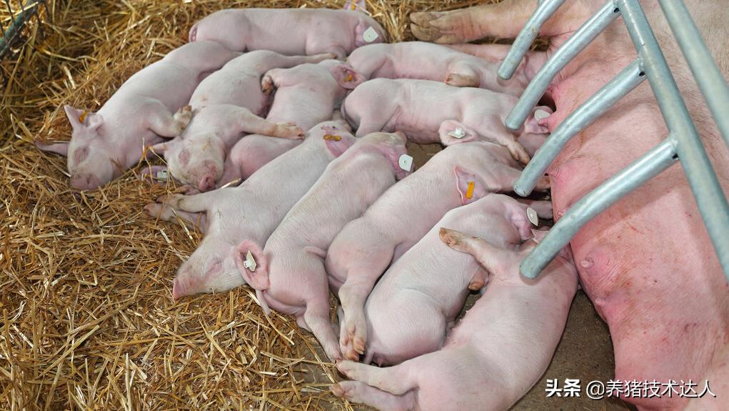 母猪产前不吃打什么针,母猪产前不吃怎么办