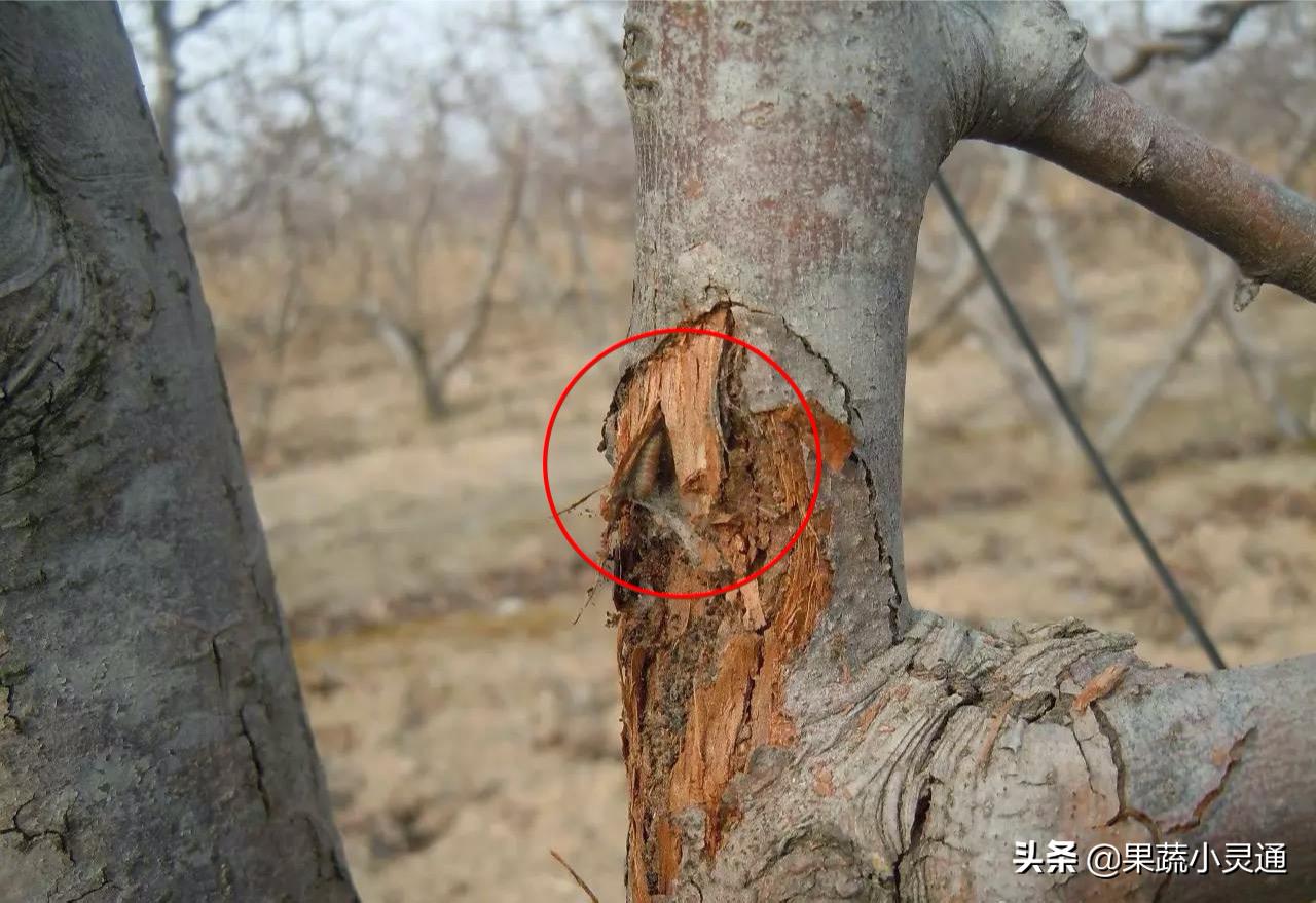梨小食心虫蛀果过程,危害梨果实的害虫