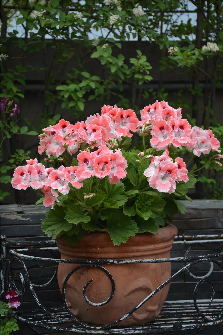 10种天竺葵,天竺葵100种图片大全