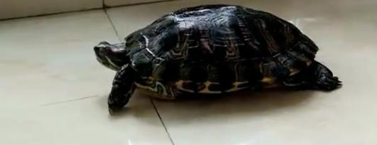 龟的种类和饲养方法,龟的品种和饲养