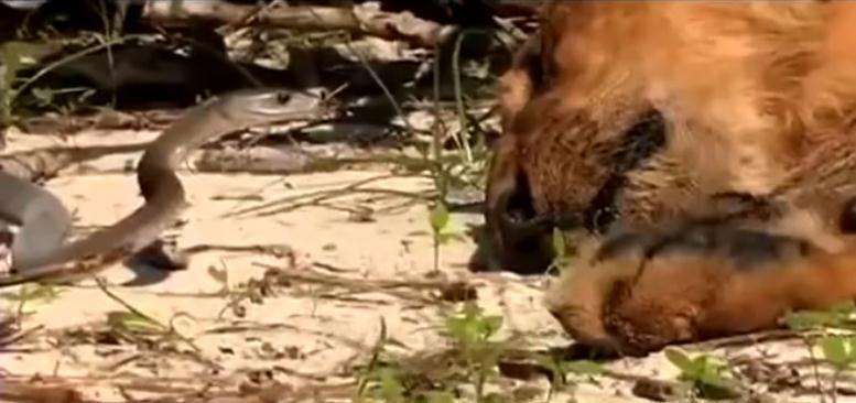 东非大草原狮子和鬣狗战争,鬣狗女王与狮群