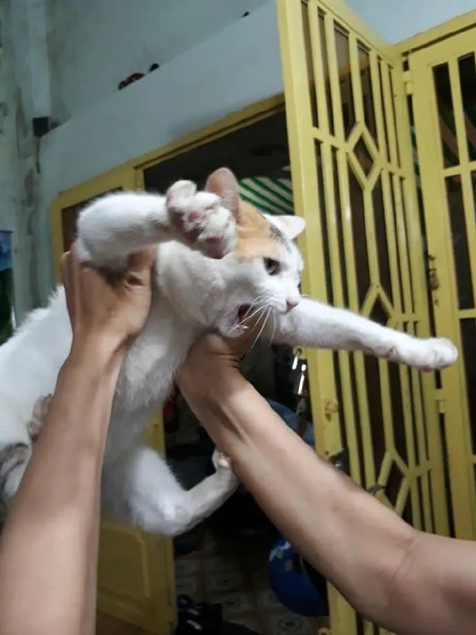 铲屎官请自重图,铲屎官请自重