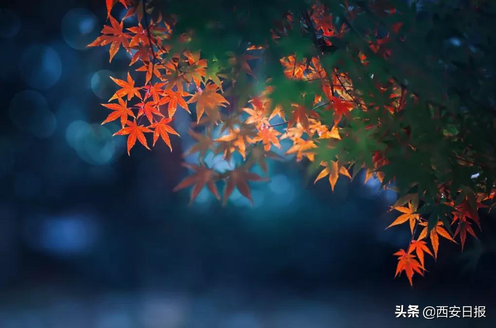 西安公园开放通知最新,西安附近公园免费景点