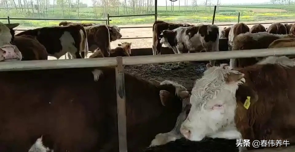 如何提高母牛受孕率,如何增加母牛产子率的方法