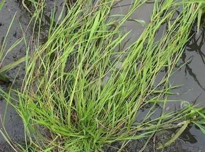 防治杂草最有效的方法,常见十大抗性杂草的除草方案