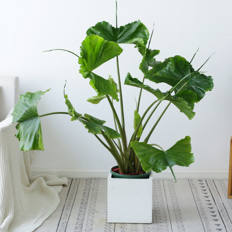 适合阳光暴晒的观叶绿植,适合室内养的高端观叶绿植