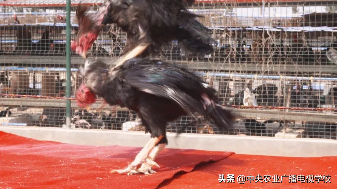 田间示范秀养鸡视频,田间示范秀节目