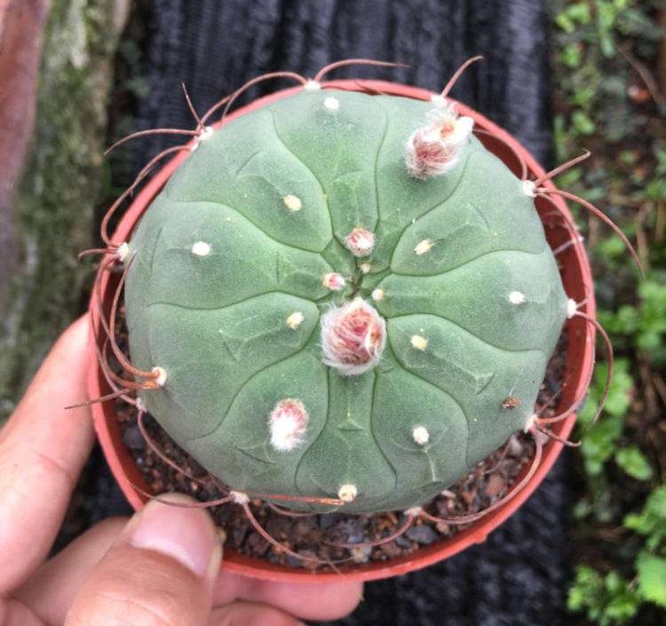 101仙人球,101个仙人球品种