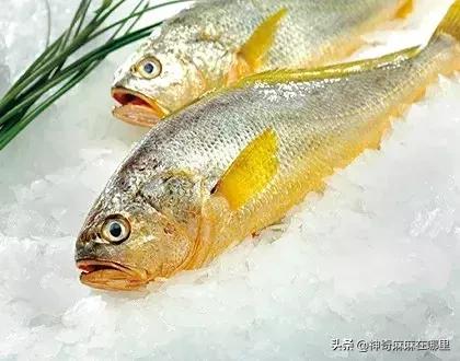 怎么选适合孩子吃的鱼,婴儿鱼泥什么牌子好