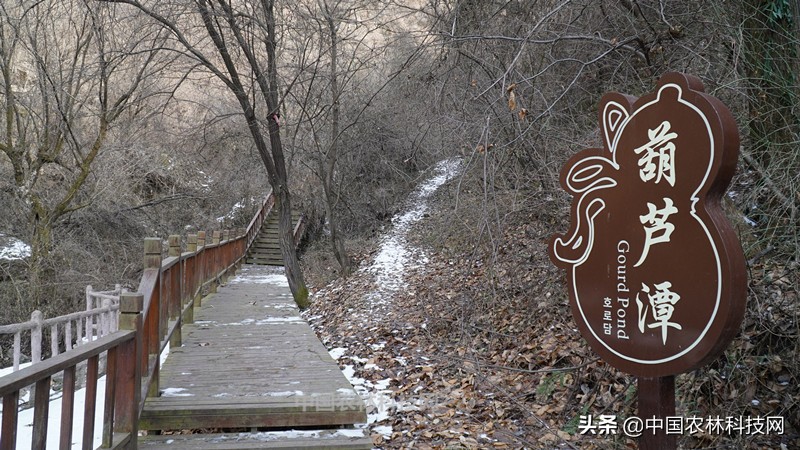 太白县鹦鸽镇药王谷,太白鹦鸽镇药王谷