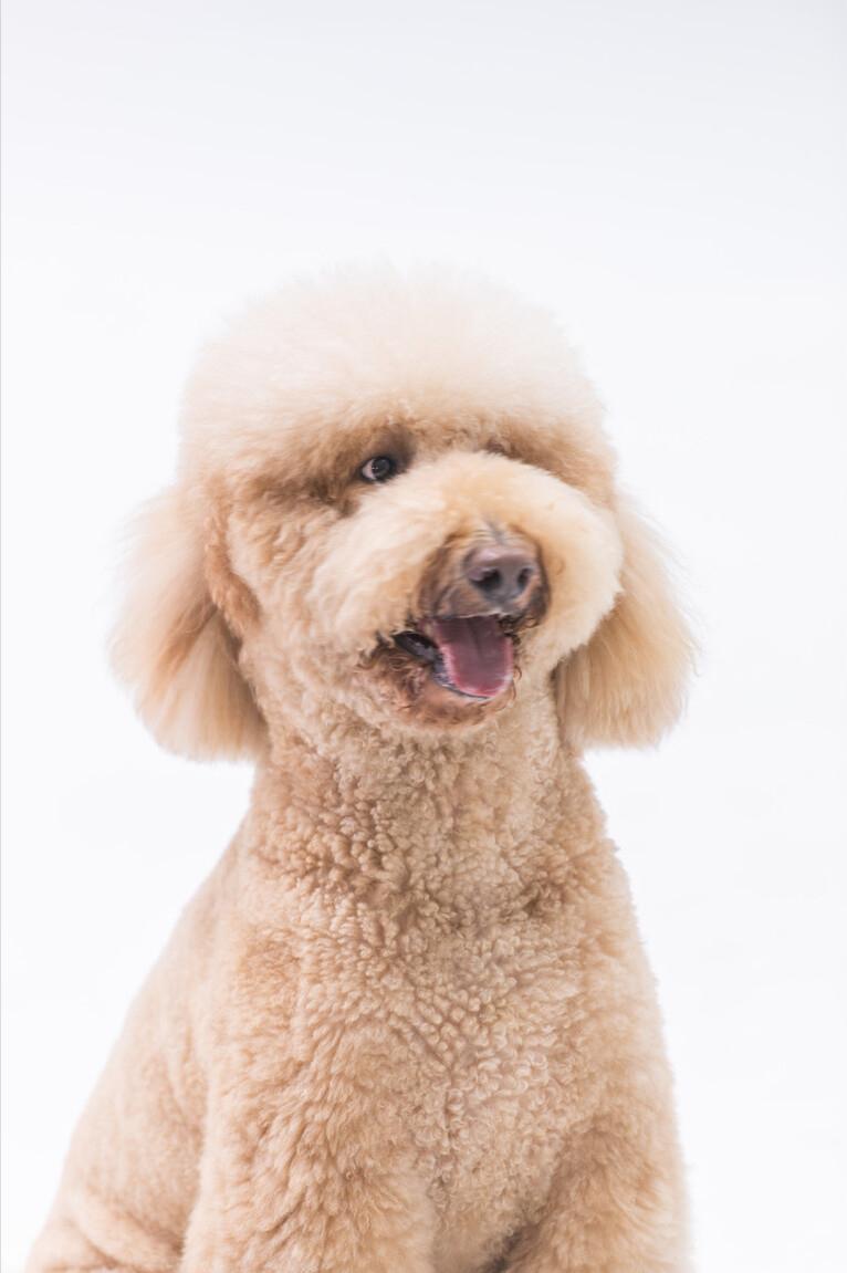 贵宾拉稀臭味怎么回事,巨型贵宾犬爱生病吗