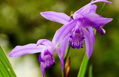 中药白芨的功效,白芨中医药故事