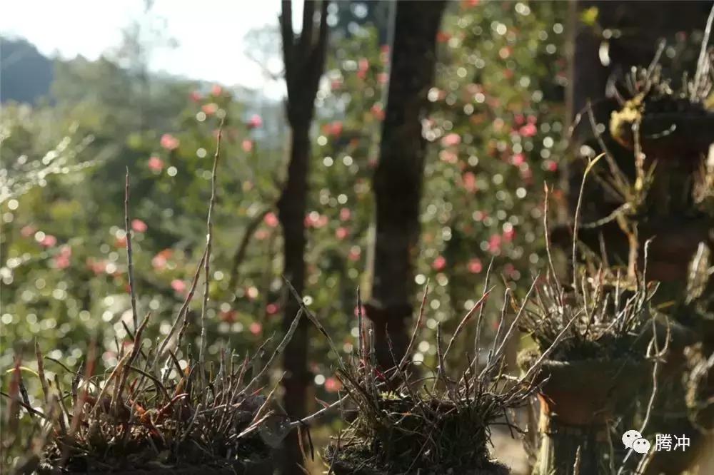 云南腾冲景区图片,云南腾冲山清水秀好风光