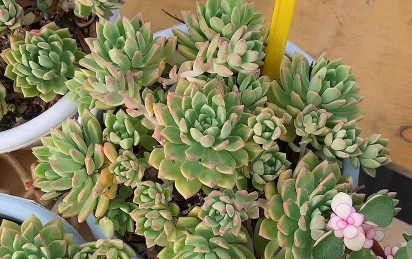 多肉室外养下雨淋了叶片怎么办,室内的多肉夏天可以放外面淋雨吗