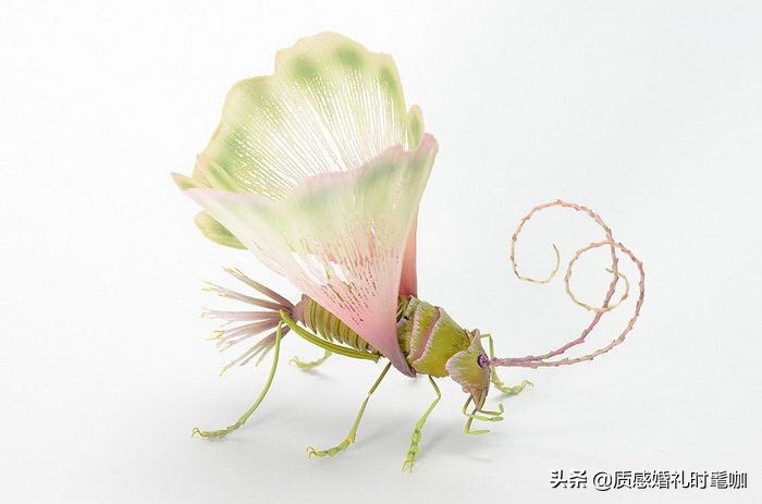 蝗虫算是物种入侵吗,蝗虫是圣甲虫吗