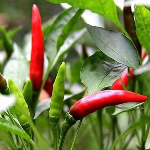 戳天灵,戳天花板楼上声音大吗