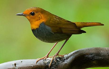东江揽胜,惠州淡水常见鸟类图谱
