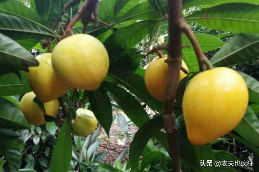 南方人最熟悉的三种水果,南方少见的水果