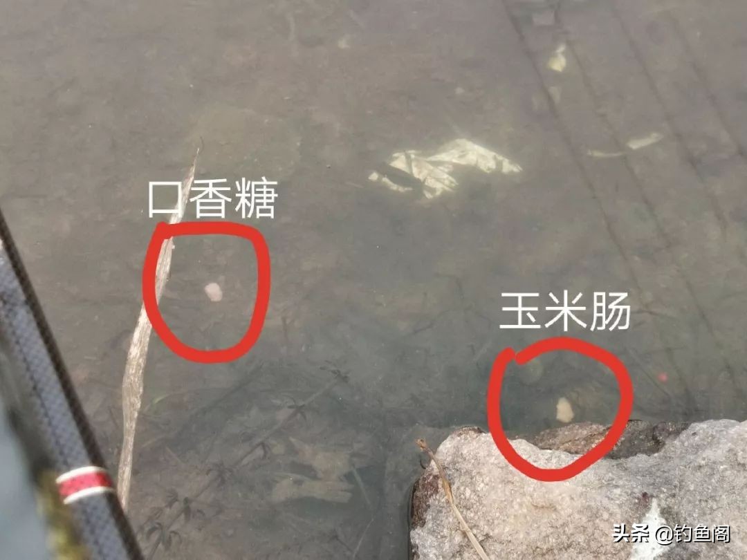 口香糖能钓到鱼吗？野河小测4小时，效果十分稳定