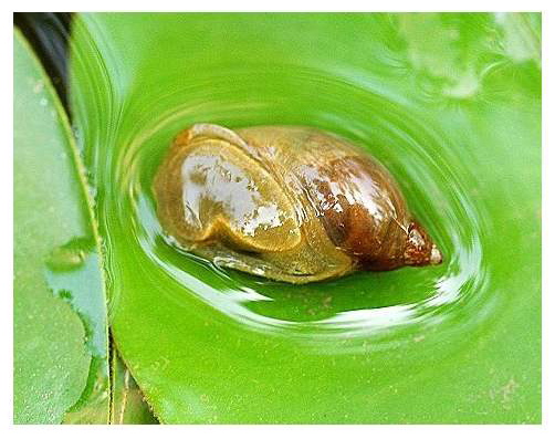 怎么清除鱼缸里的囊螺,清除鱼缸扁螺好方法