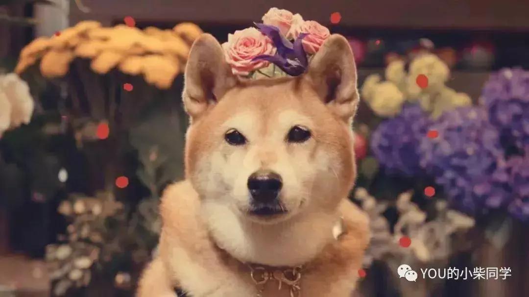 被训过柴犬值钱吗,七种柴犬