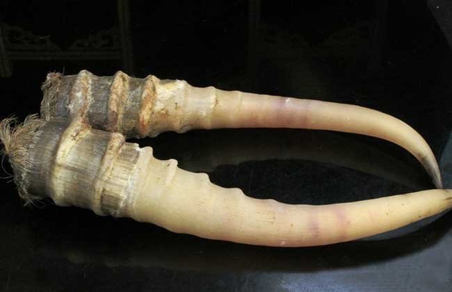 文玩流行的动物制品 (十种野生文玩)