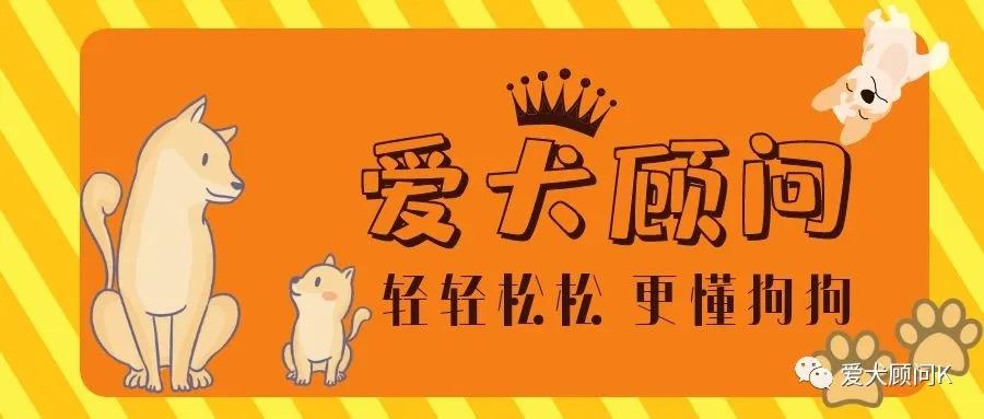 狗狗乱捡地上的东西吃,带狗狗遛弯乱捡东西吃