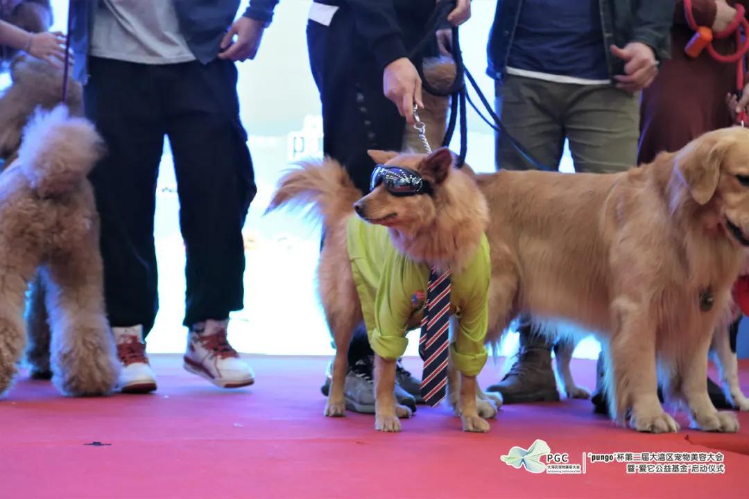 pungo瀹犵墿缇庡,瀹犵墿澶ц禌瀹岀編钀藉箷