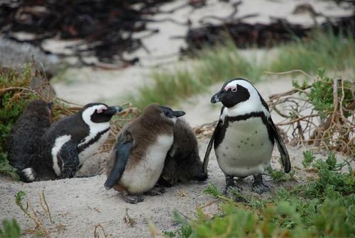 奇特现象：150万只企鹅离开南极，不远万里，就是为了在非洲生活