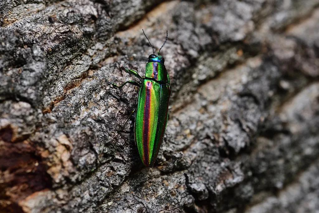 最贵的口红，居然是绿色的？