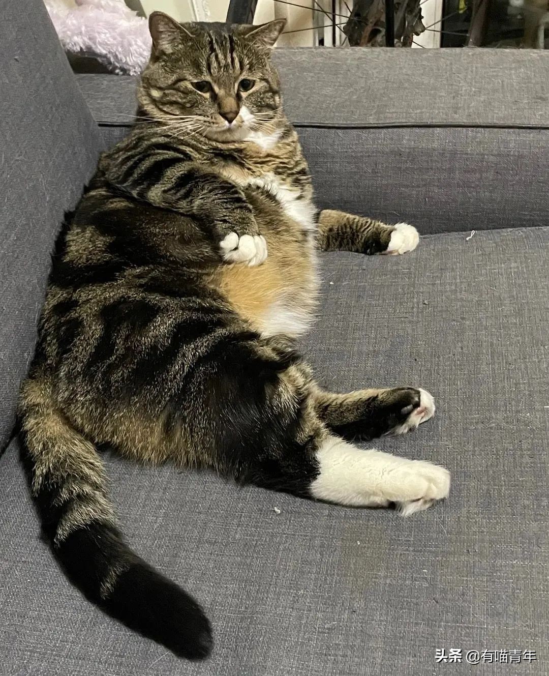 橘猫为什么是魔鬼,橘猫的恐怖之处