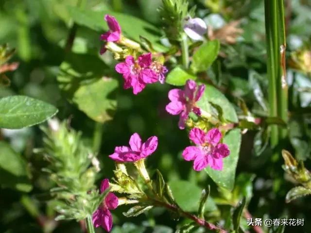 这几种植物越养越值钱,这几种花你养过吗