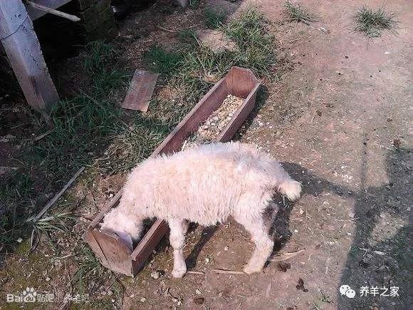 僵羊怎么调理最有效,僵羊简单的治疗方法