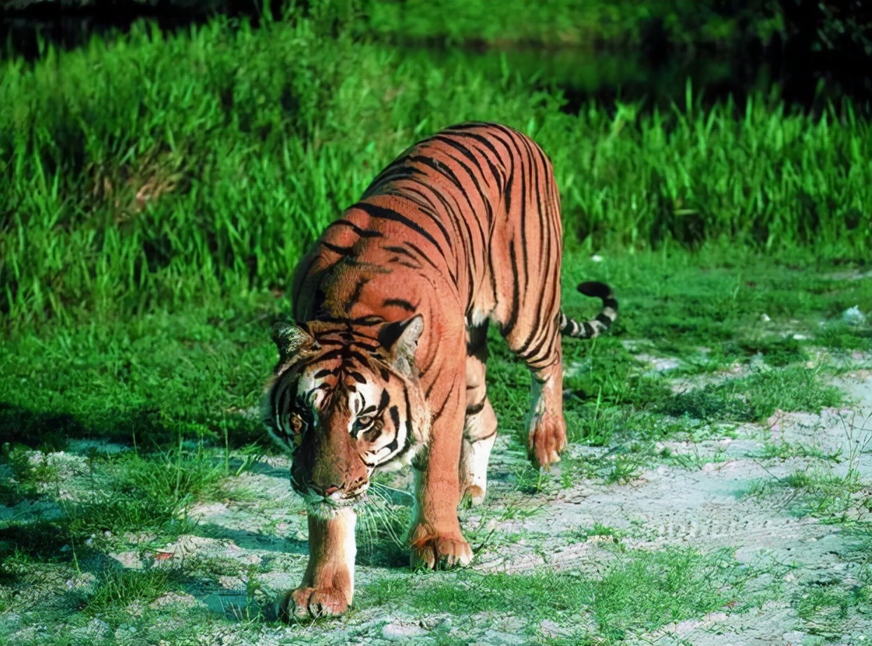 猫科动物之王狮子老虎,老虎狮子是猫科还是犬科