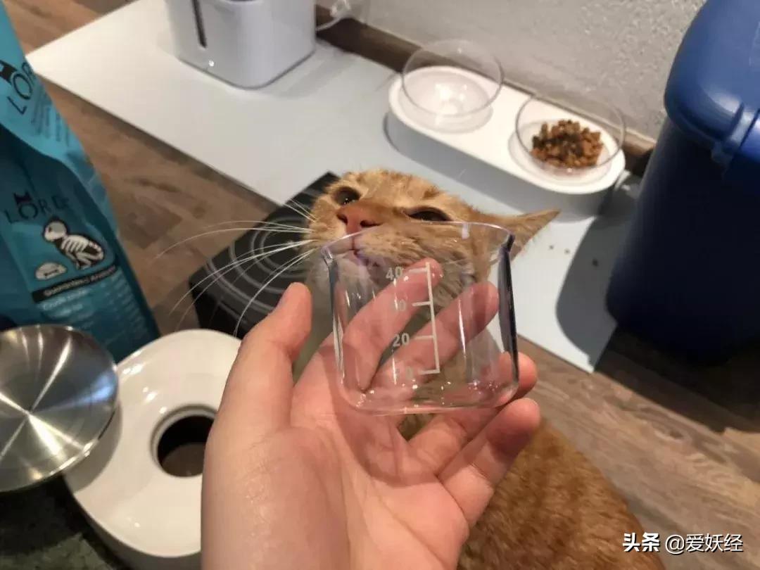 lorde全价猫粮,lorde猫粮值不值得购买