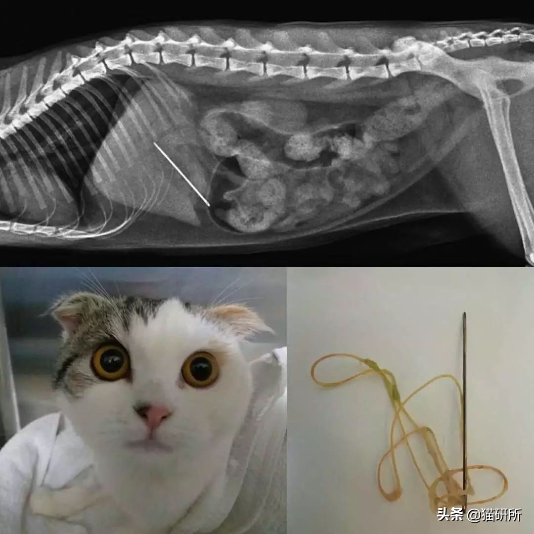 如果猫咪身体有异物会是什么表现,20个信号判断猫咪是否吞食异物