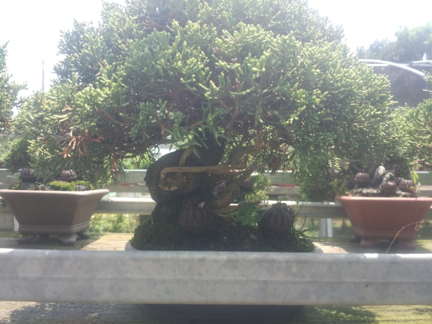 掌上盆景100种,掌上盆景